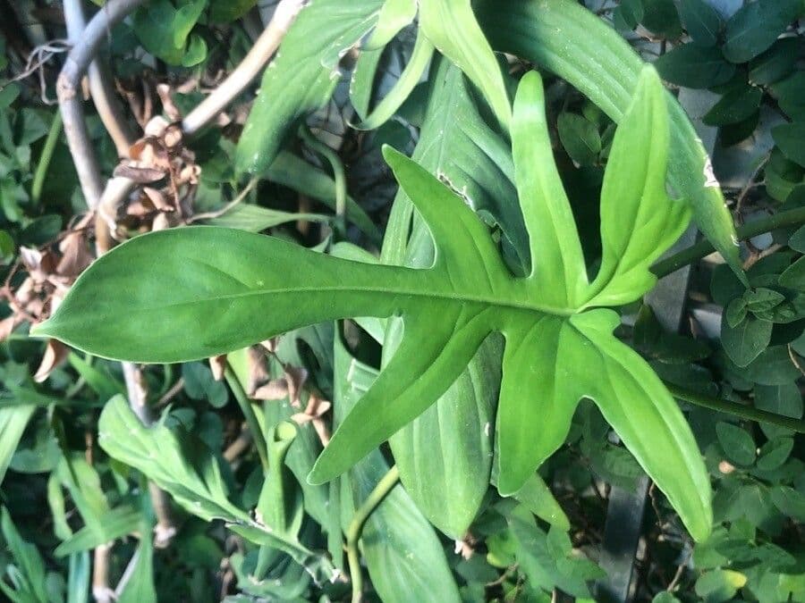 Philodendron panduriforme