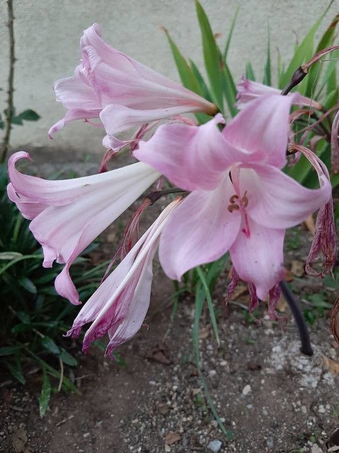 Amaryllis belladonna