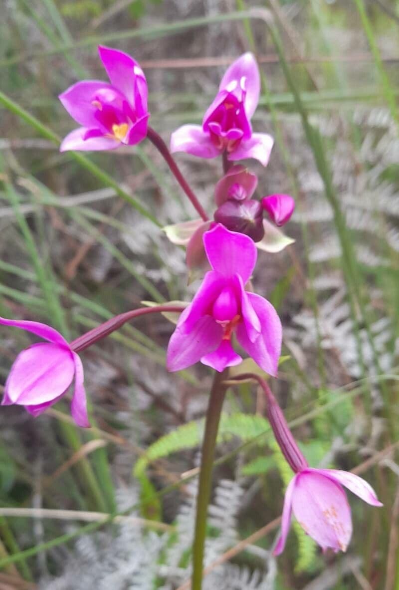 Spathoglottis plicata