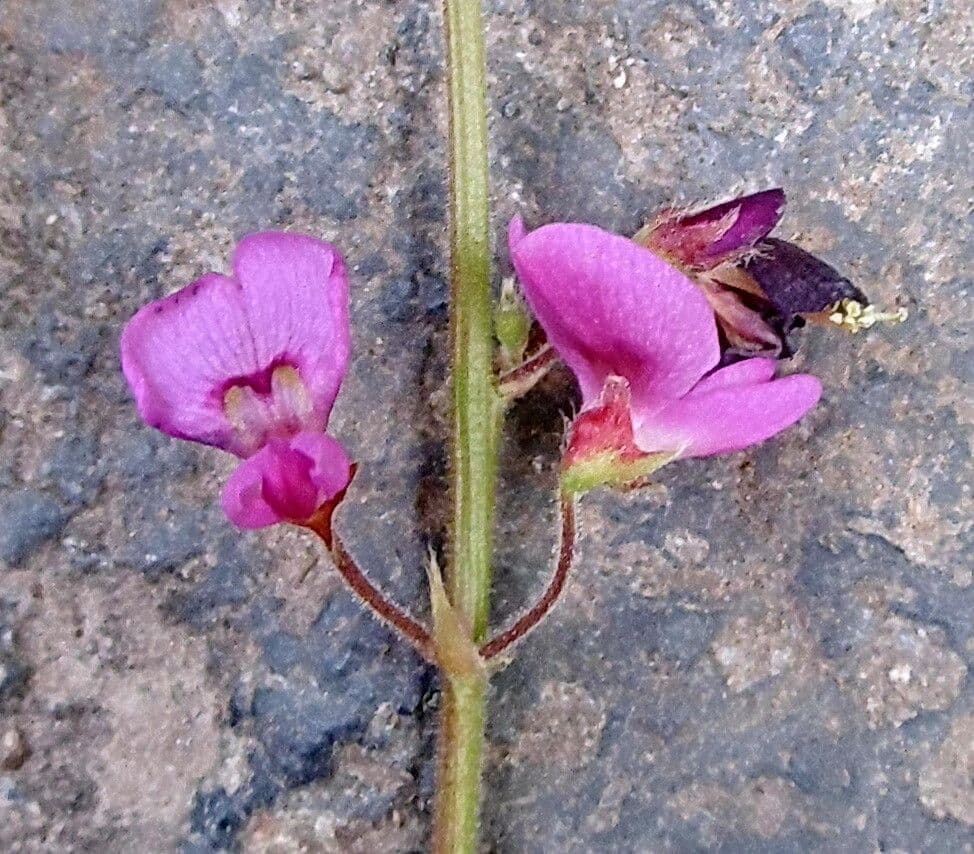 Alysicarpus vaginalis