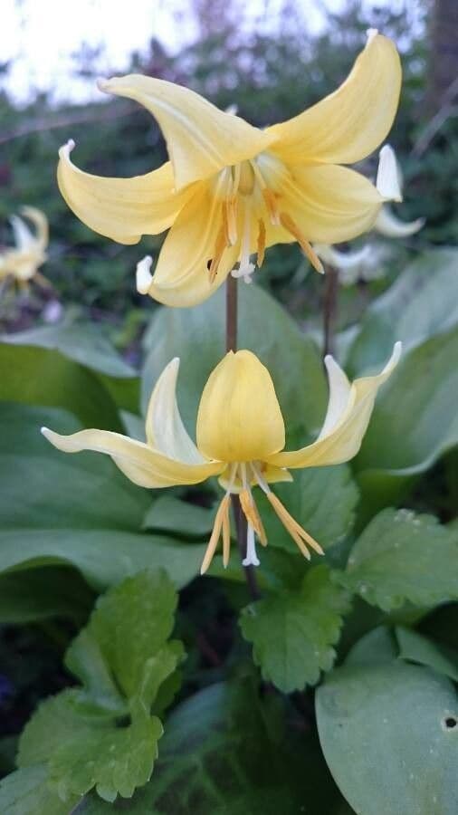 Erythronium oregonum