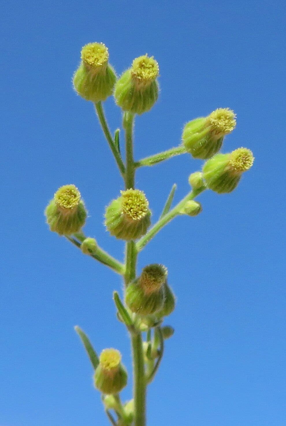 Dittrichia graveolens