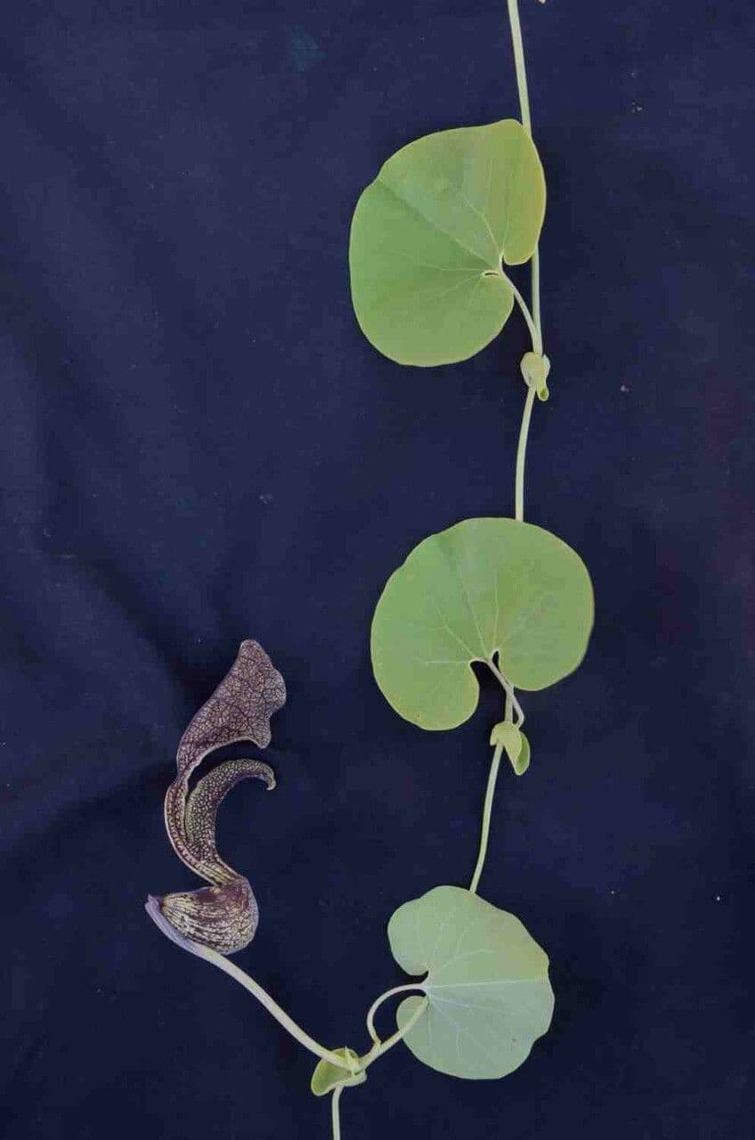 Aristolochia labiata