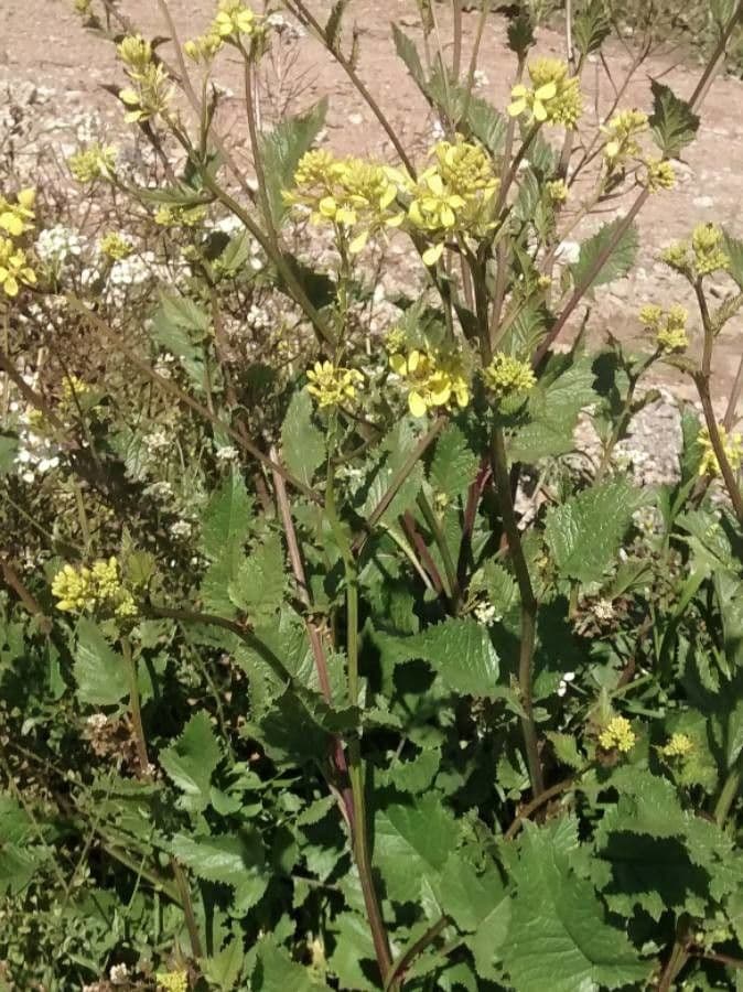 Brassica rapa