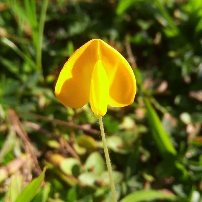 Arachis hypogaea