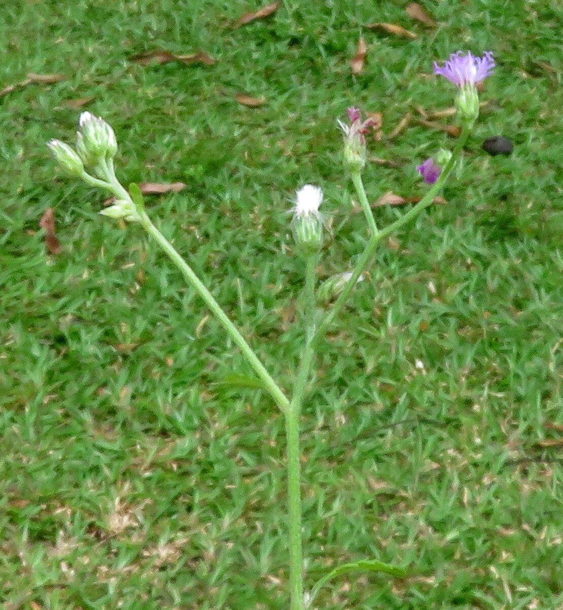 Emilia sonchifolia