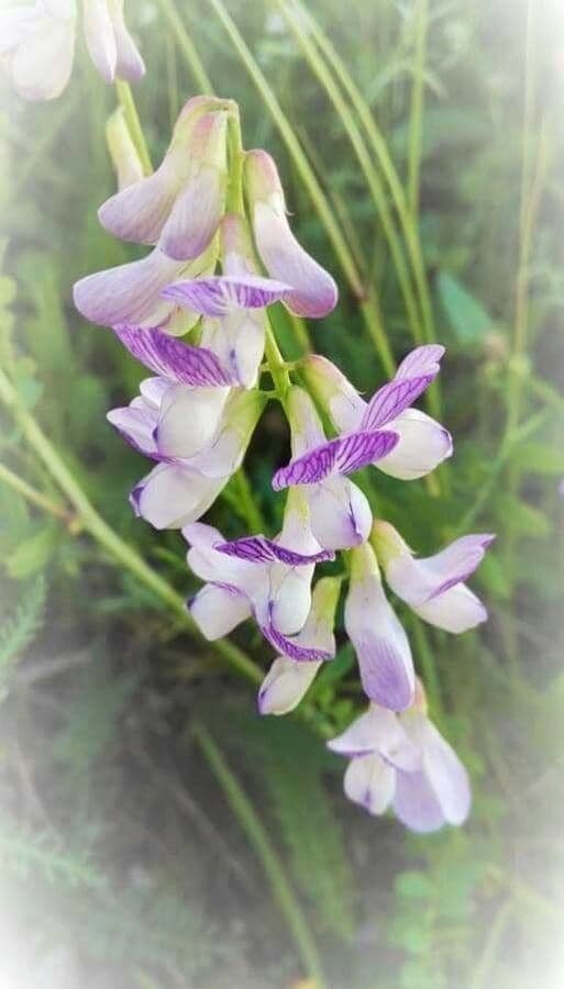 Vicia sylvatica