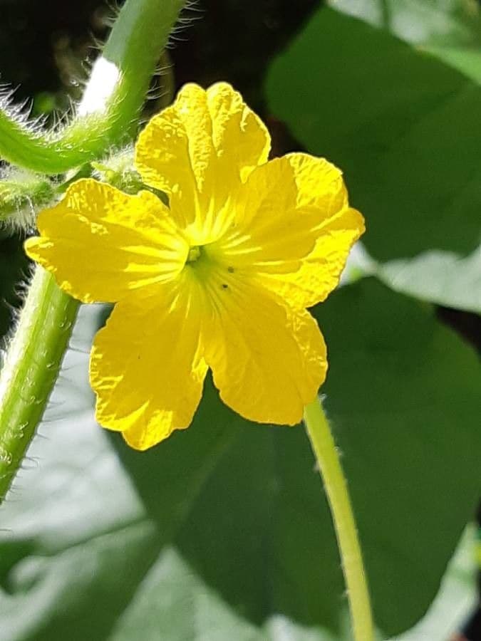 Cucumis melo