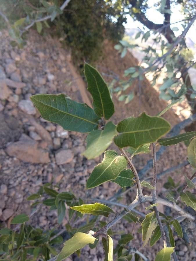 Quercus emoryi
