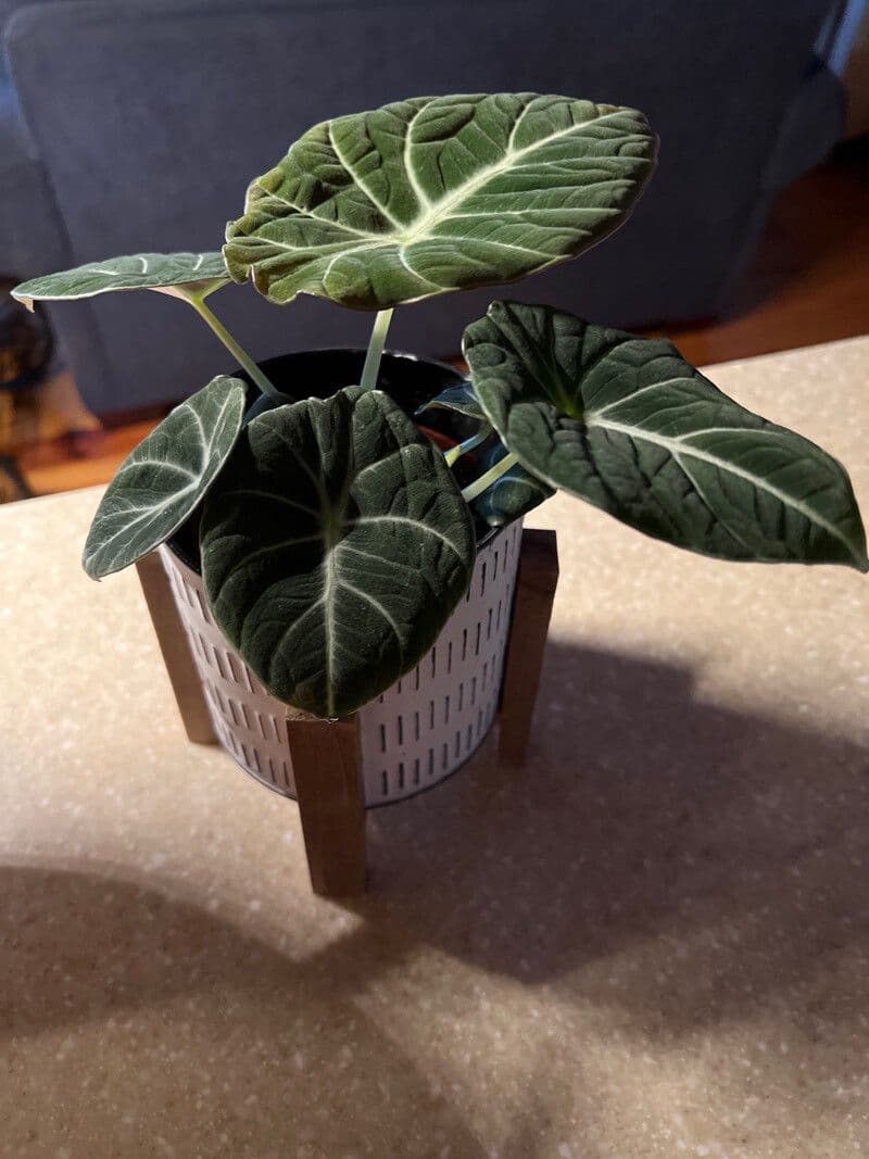 Alocasia reginula