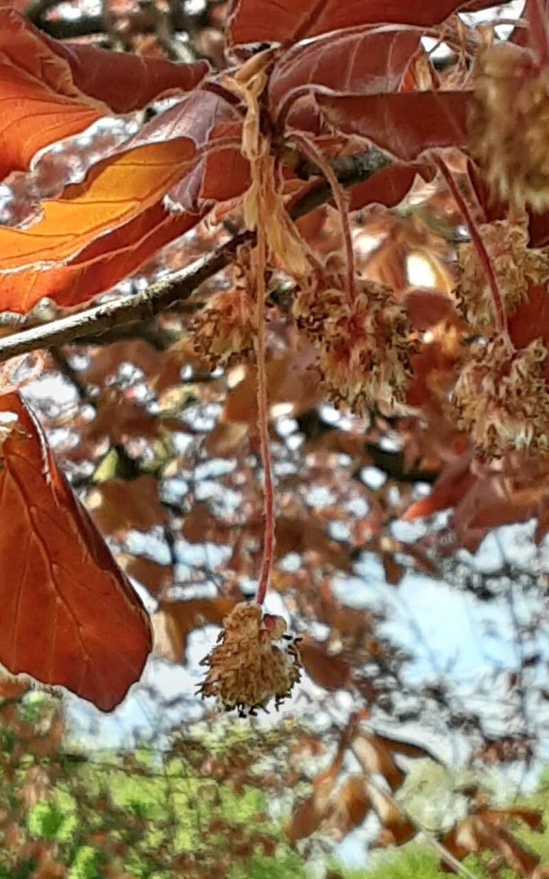 Fagus sylvatica