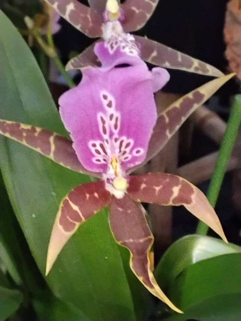 Brassia arachnoidea