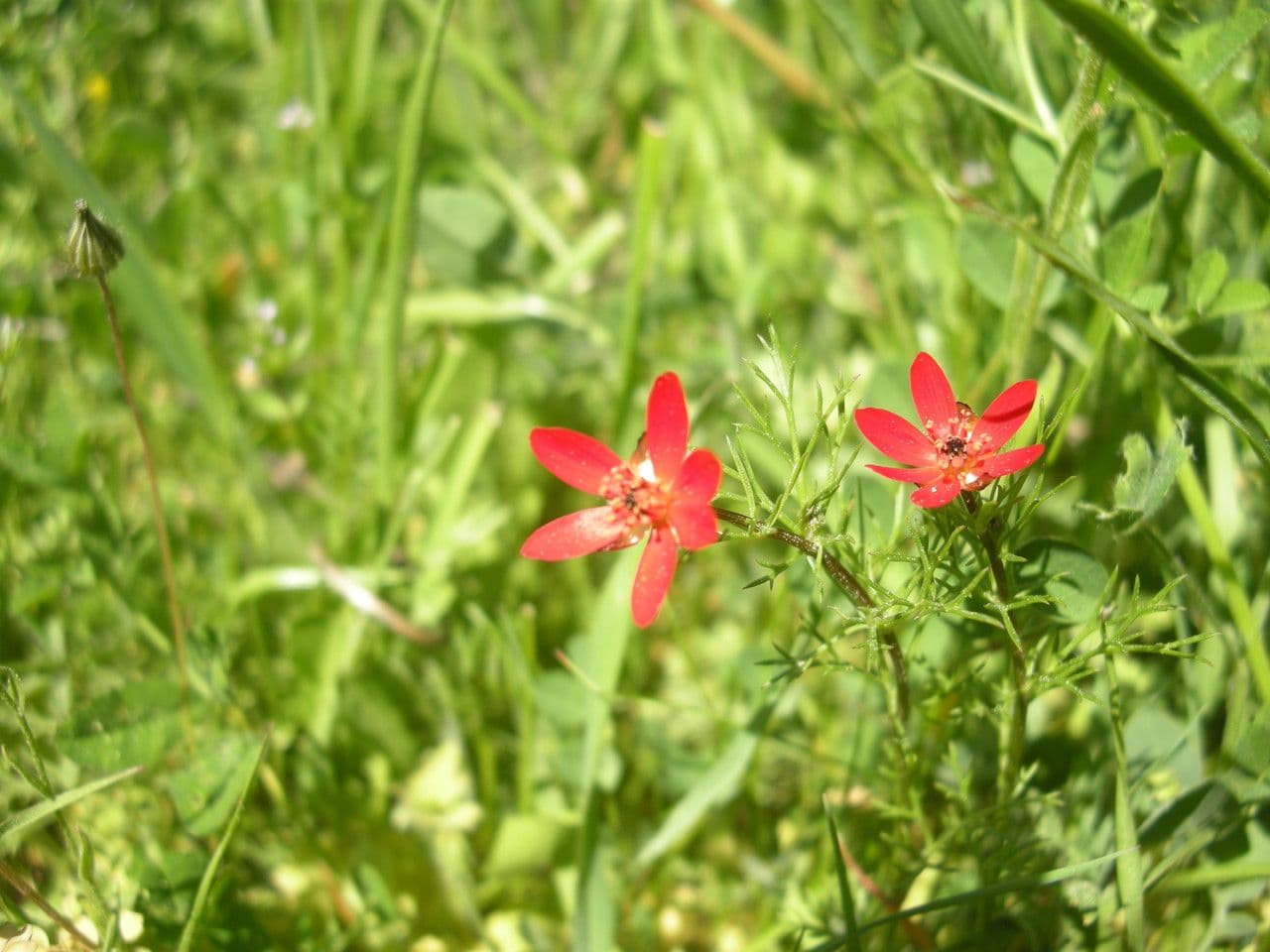 Adonis flammea