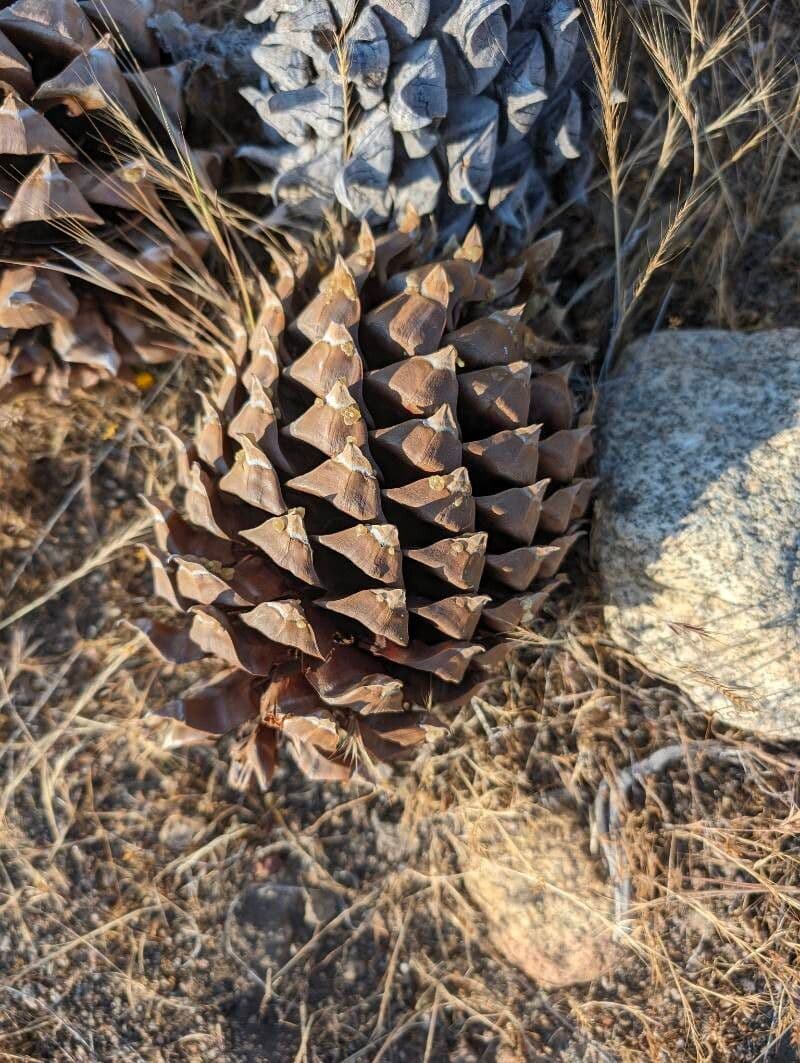 Pinus coulteri