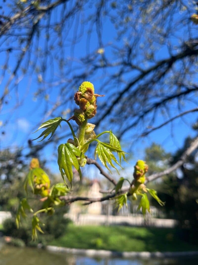 Liquidambar orientalis