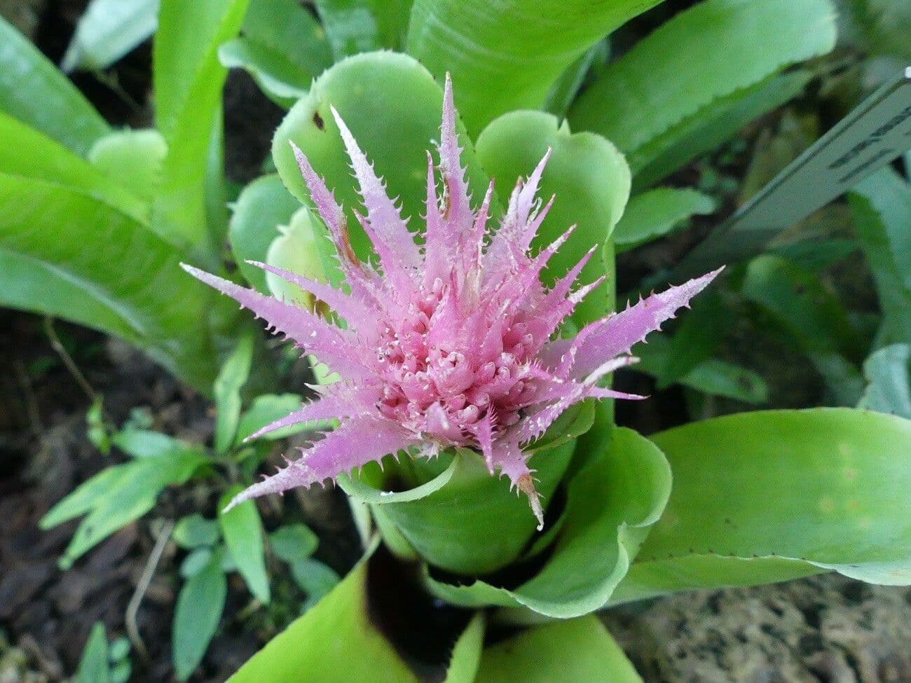 Aechmea fasciata