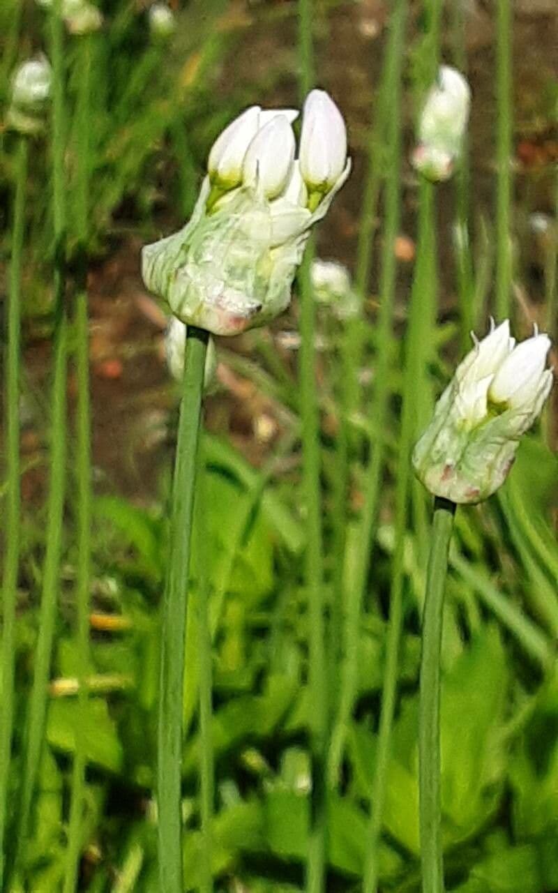 Allium canadense