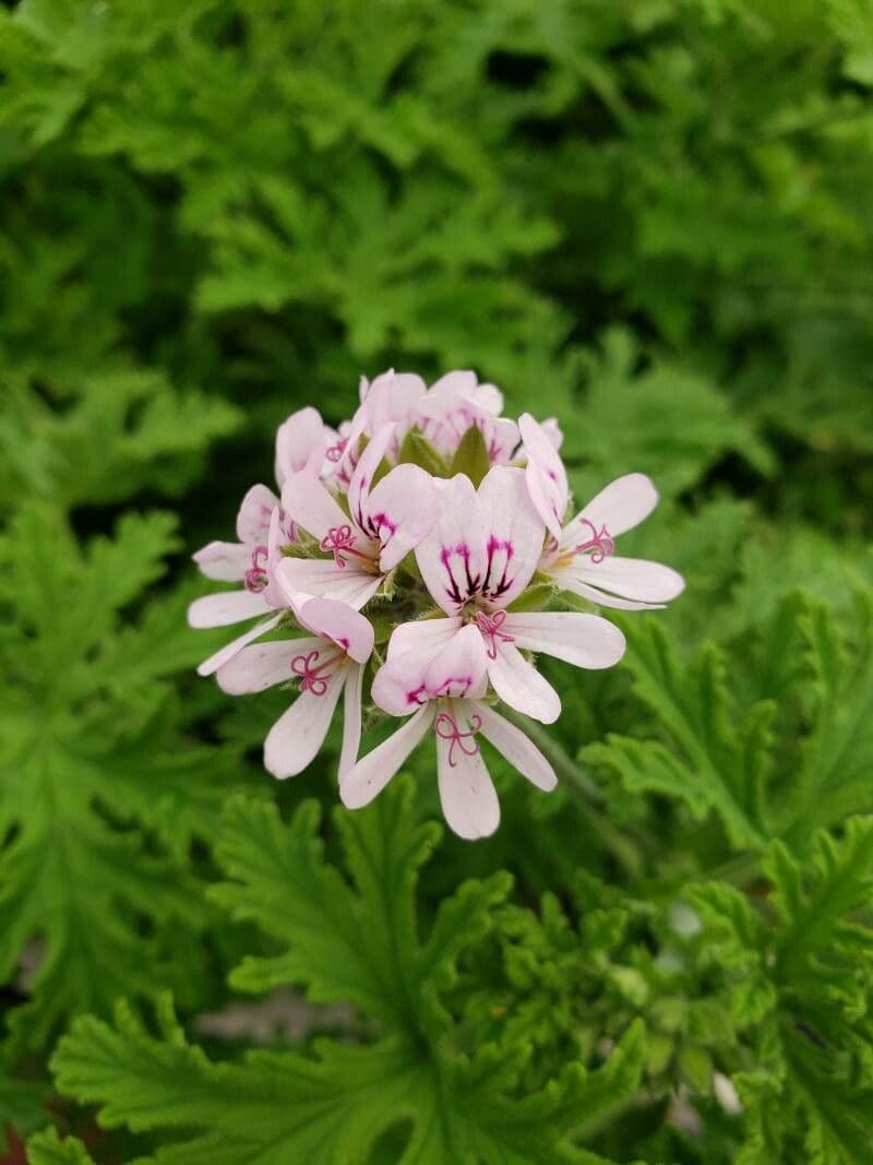 Citronella costaricensis