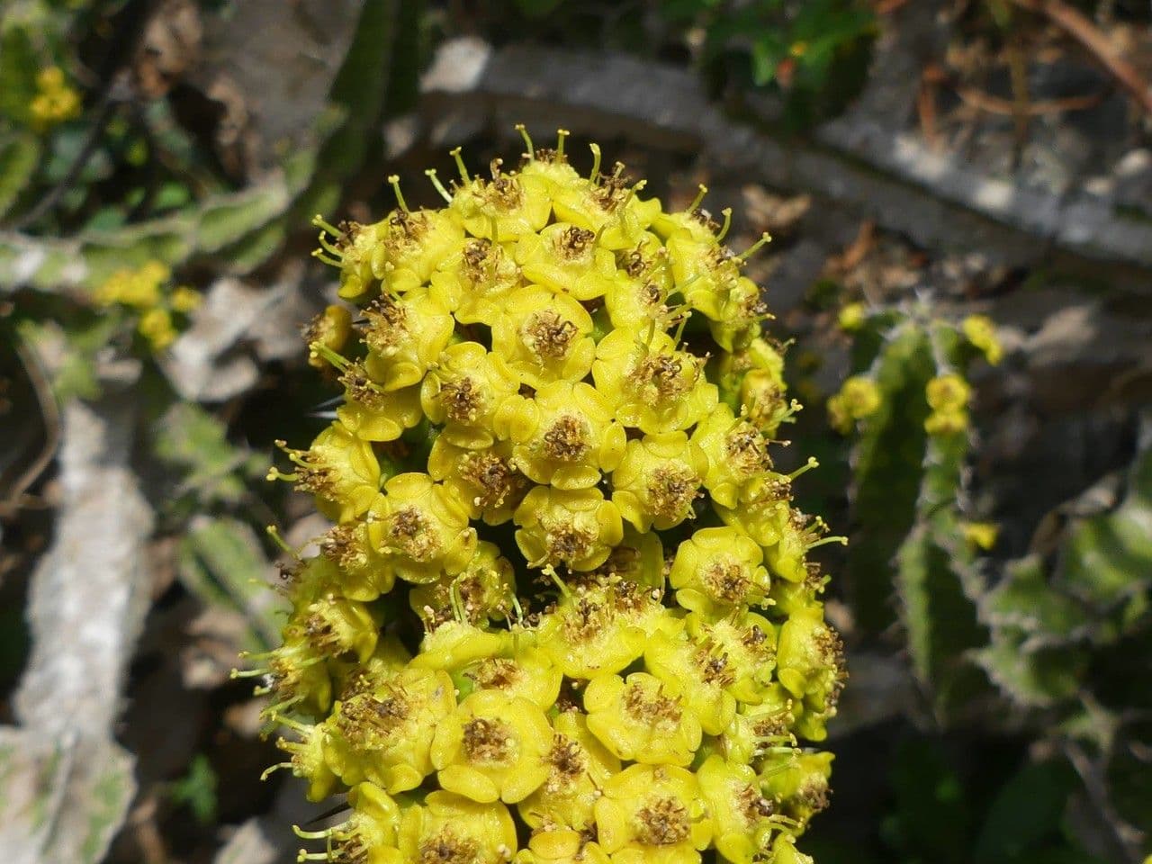 Euphorbia ingens