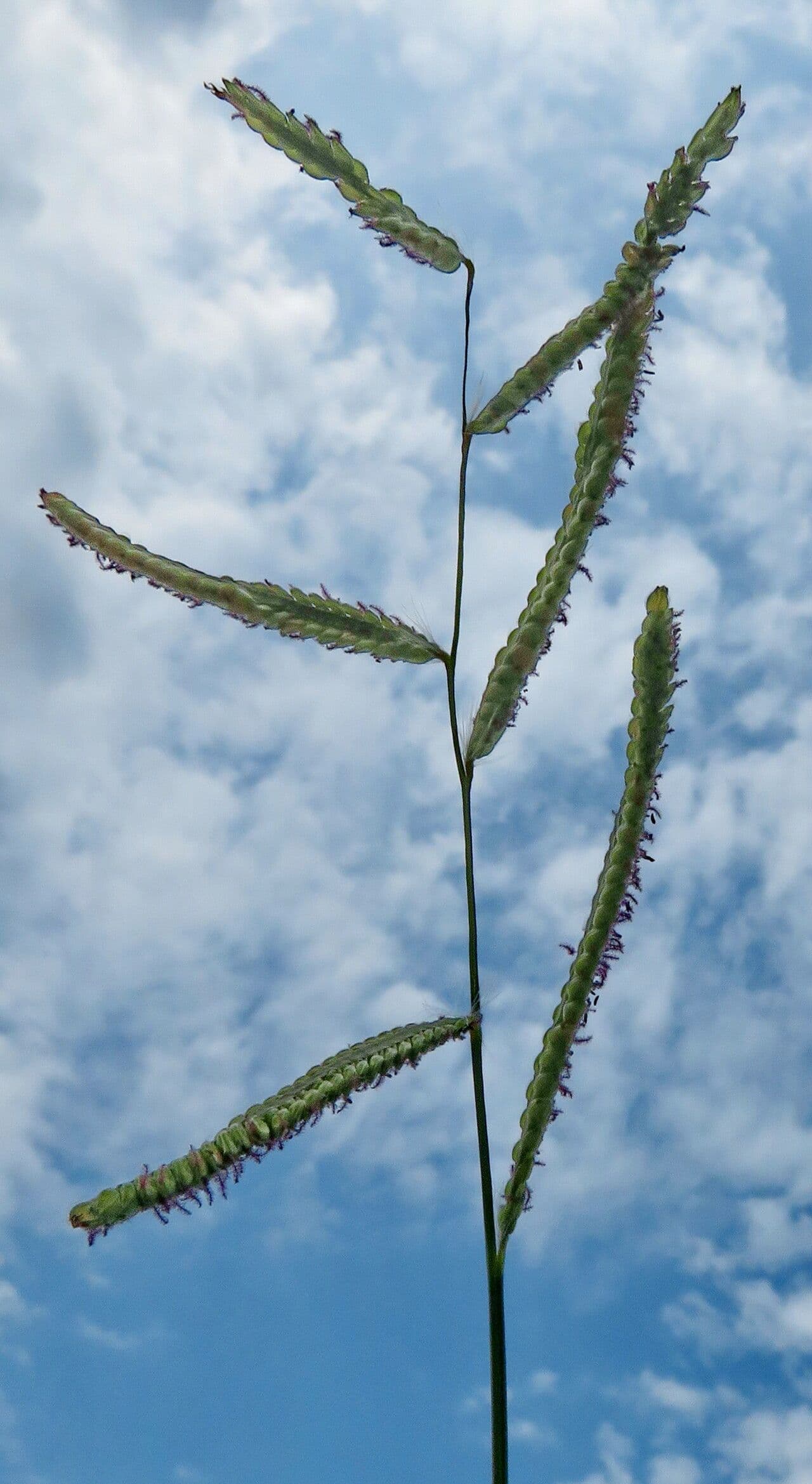 Paspalum dilatatum