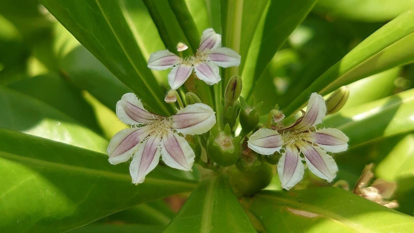 Scaevola taccada