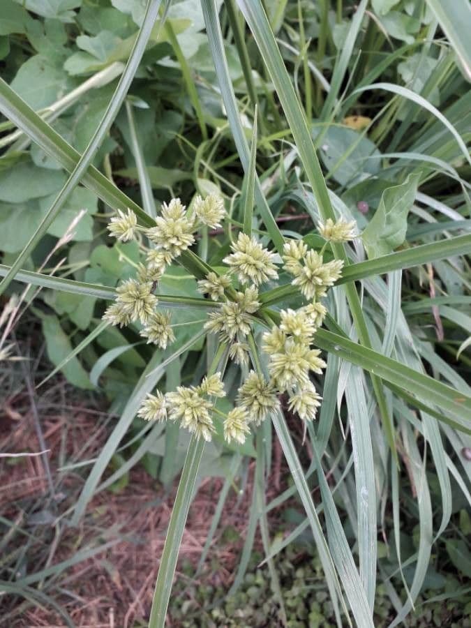 Cyperus eragrostis