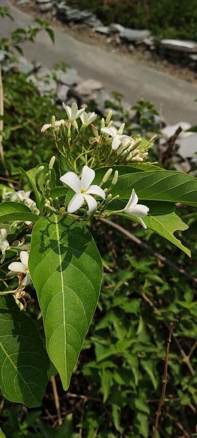 Holarrhena pubescens