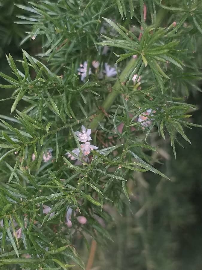 Asparagus densiflorus