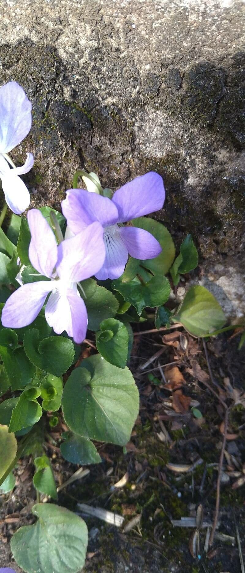 Viola riviniana