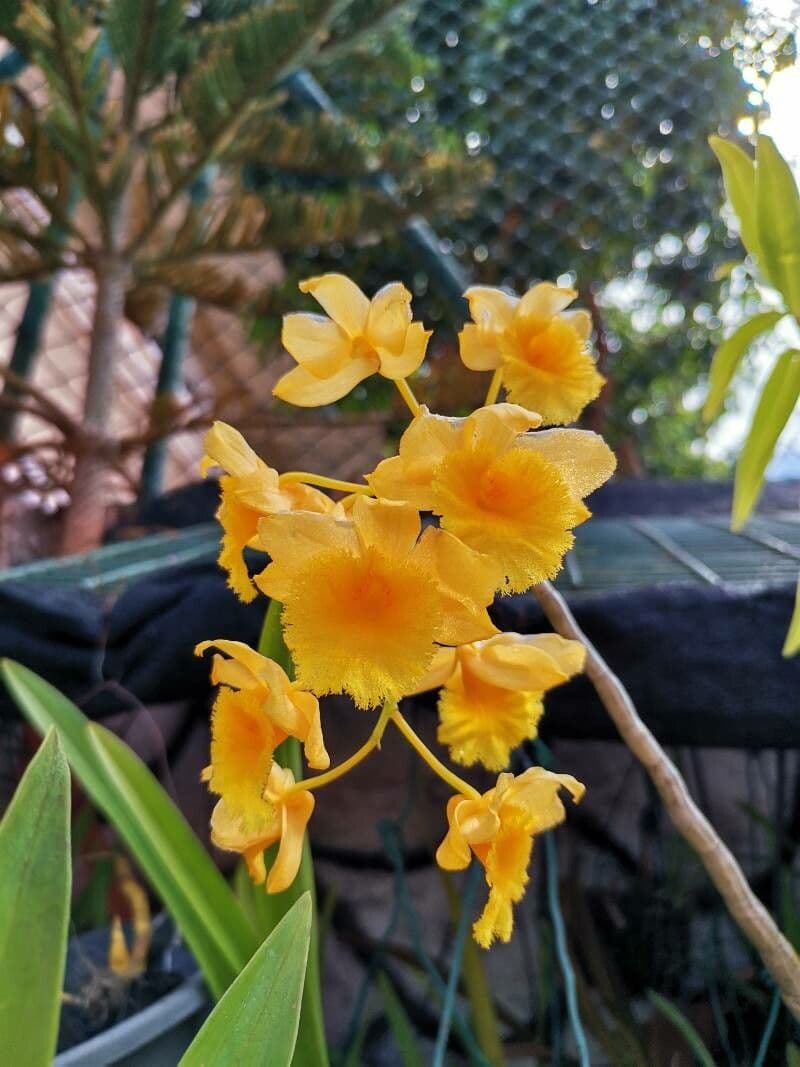 Dendrobium chrysotoxum