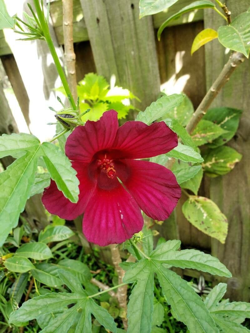 Hibiscus cannabinus