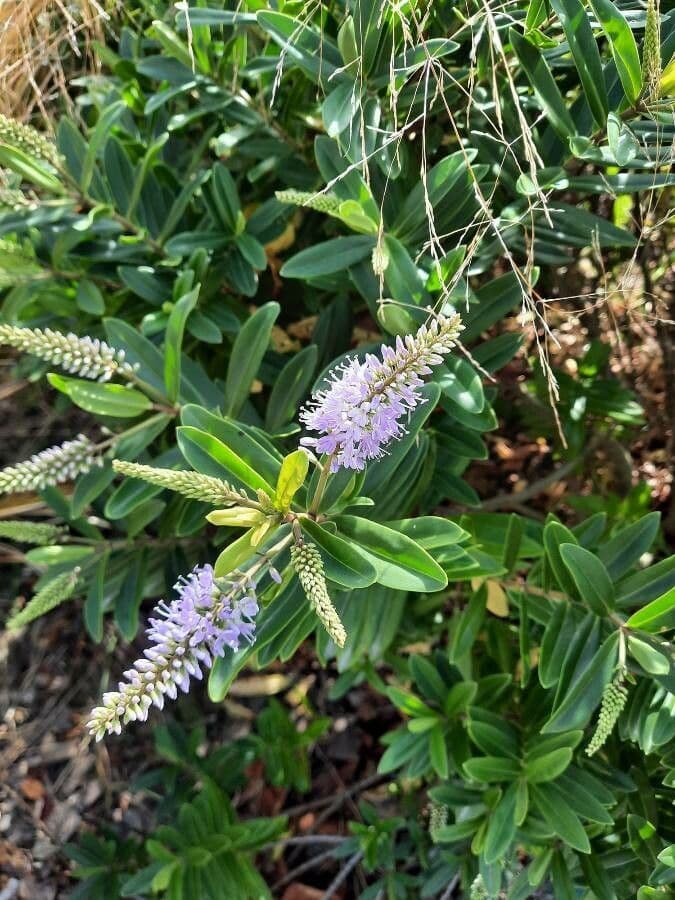 Veronica salicifolia