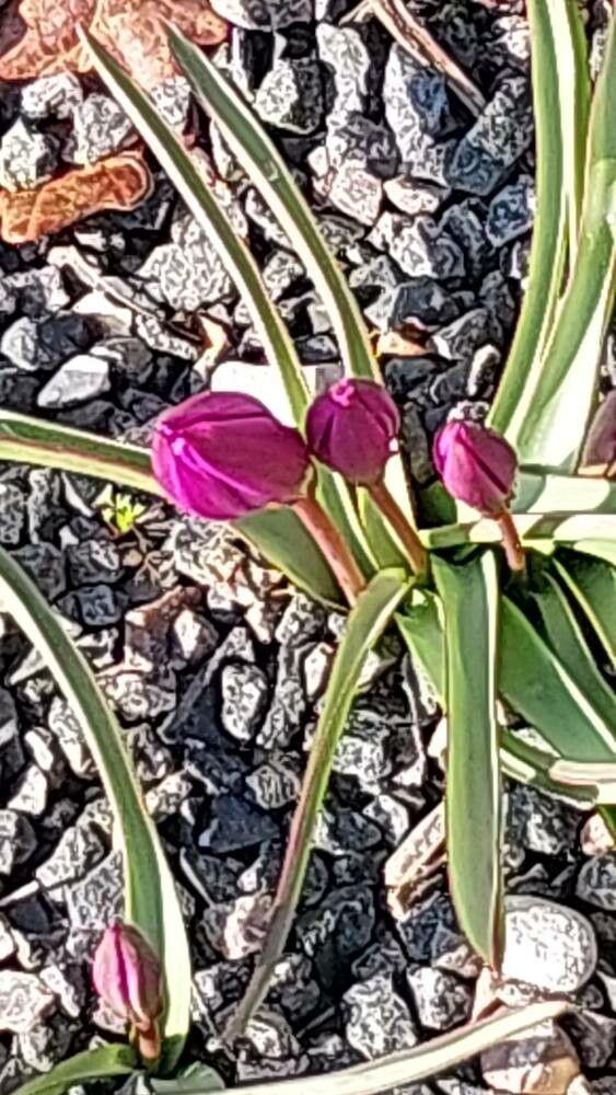 Tulipa humilis