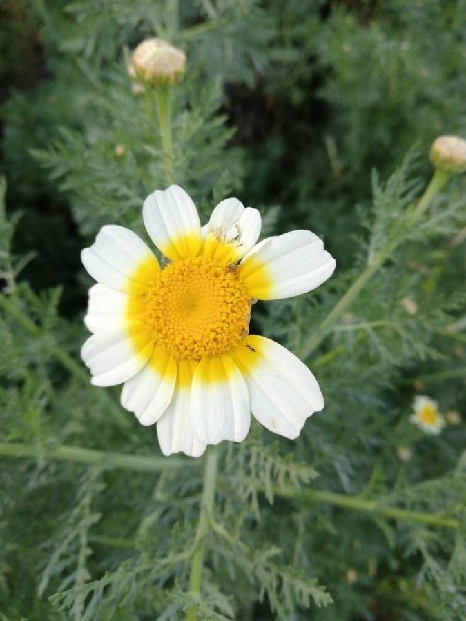 Glebionis coronaria