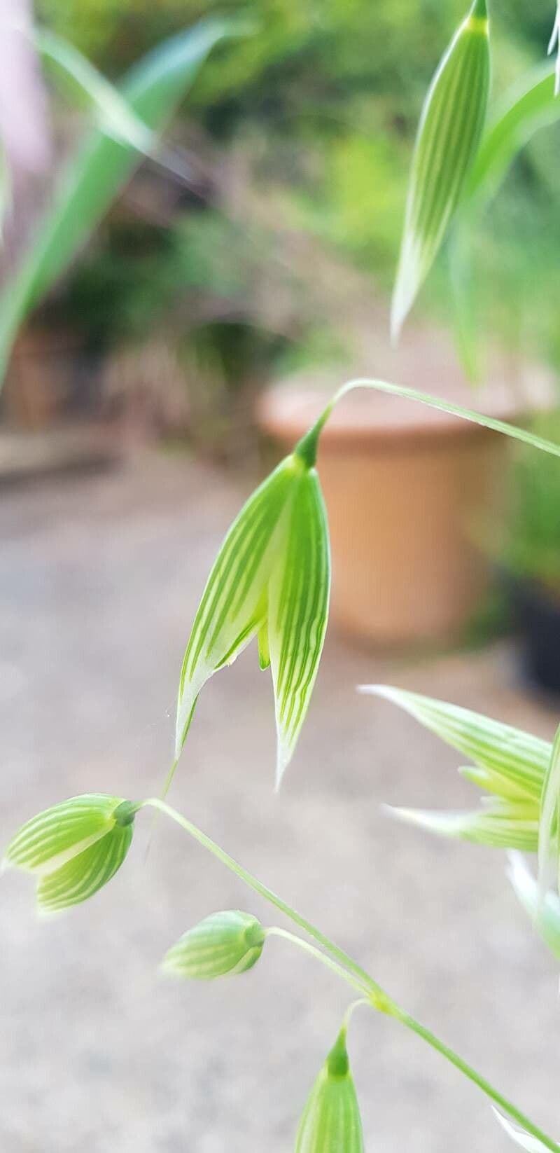 Avena sativa