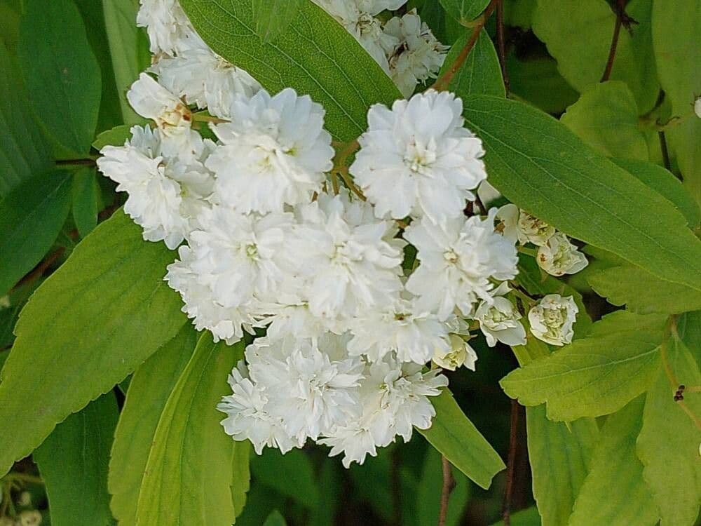 Spiraea cantoniensis