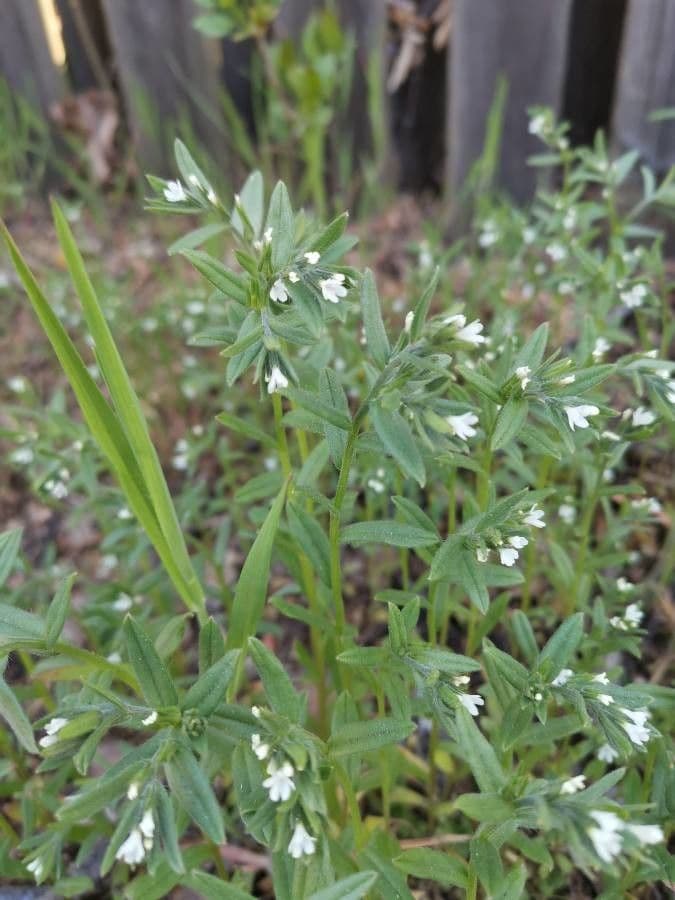 Buglossoides arvensis