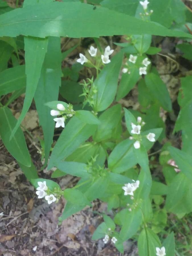 Houstonia purpurea