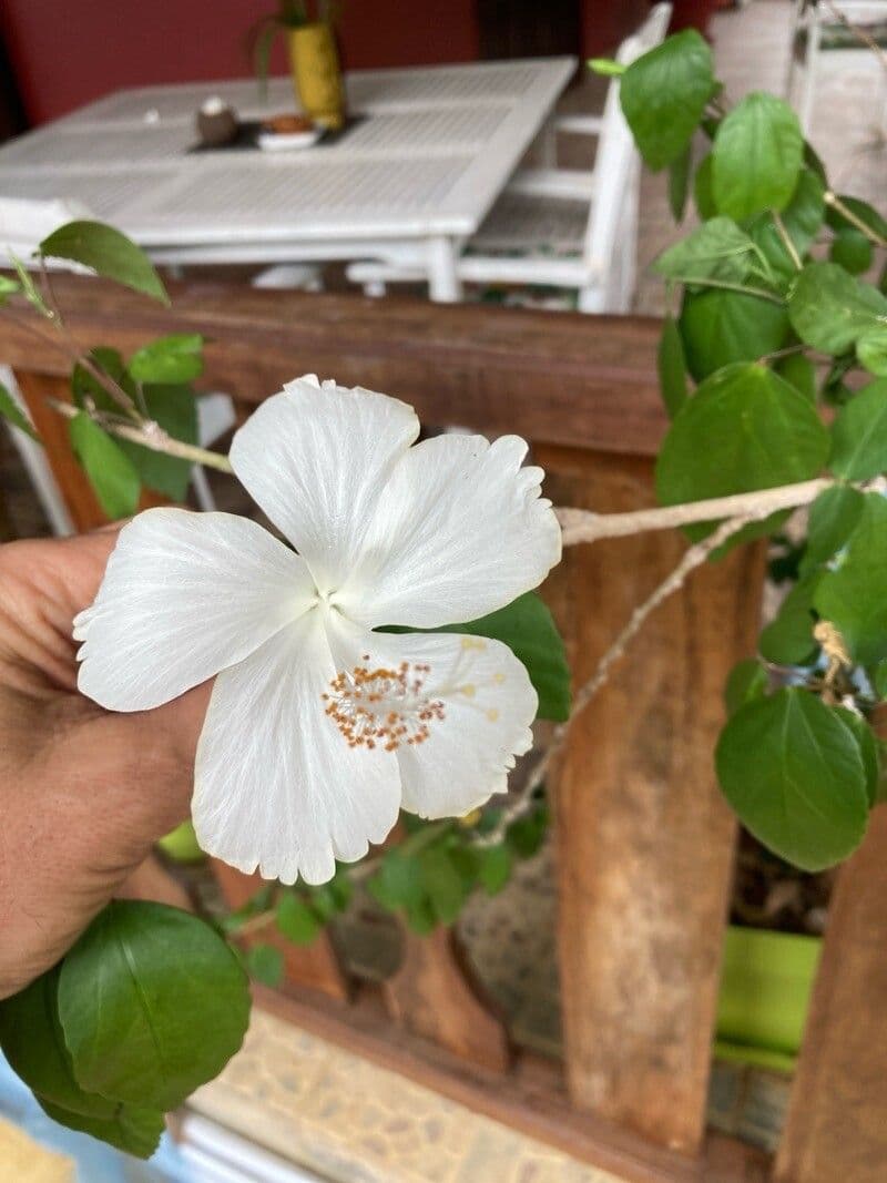 Hibiscus arnottianus