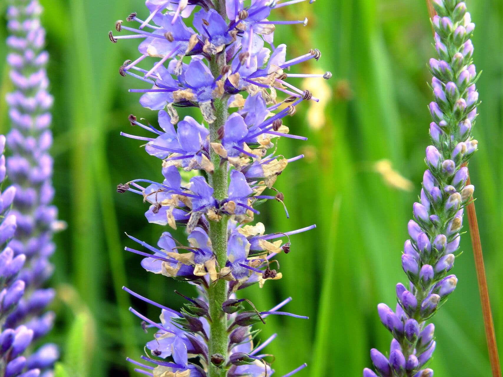 Veronica longifolia