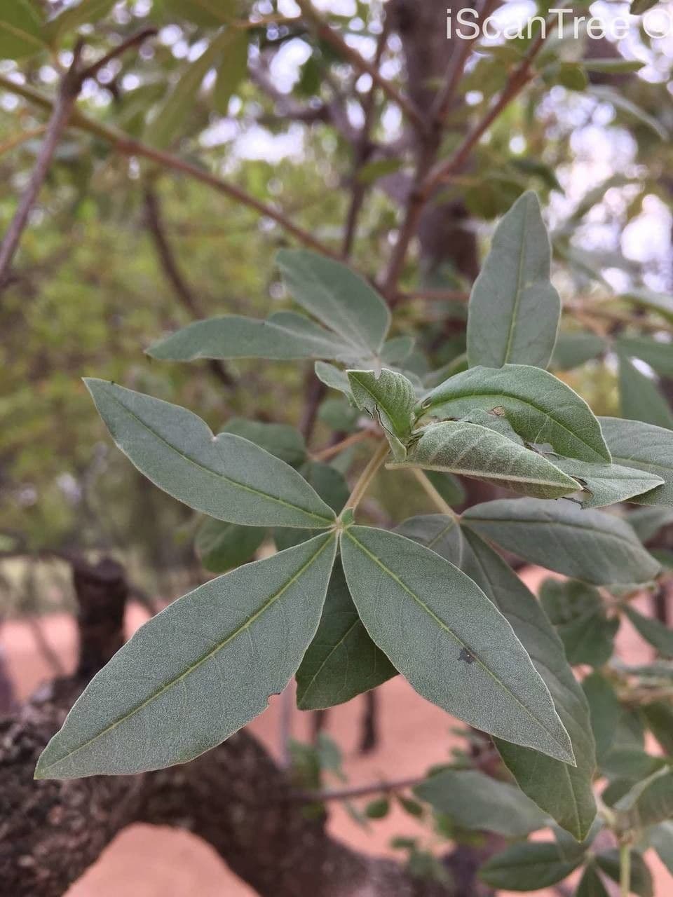 Vitex zeyheri