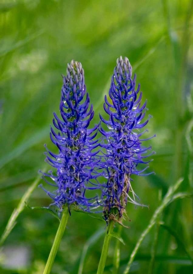 Phyteuma betonicifolium