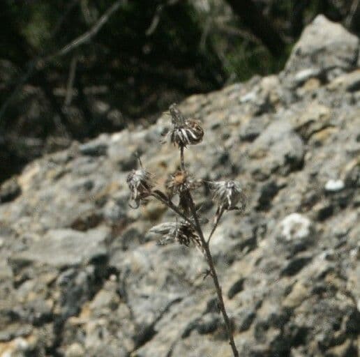 Chiliadenus glutinosus