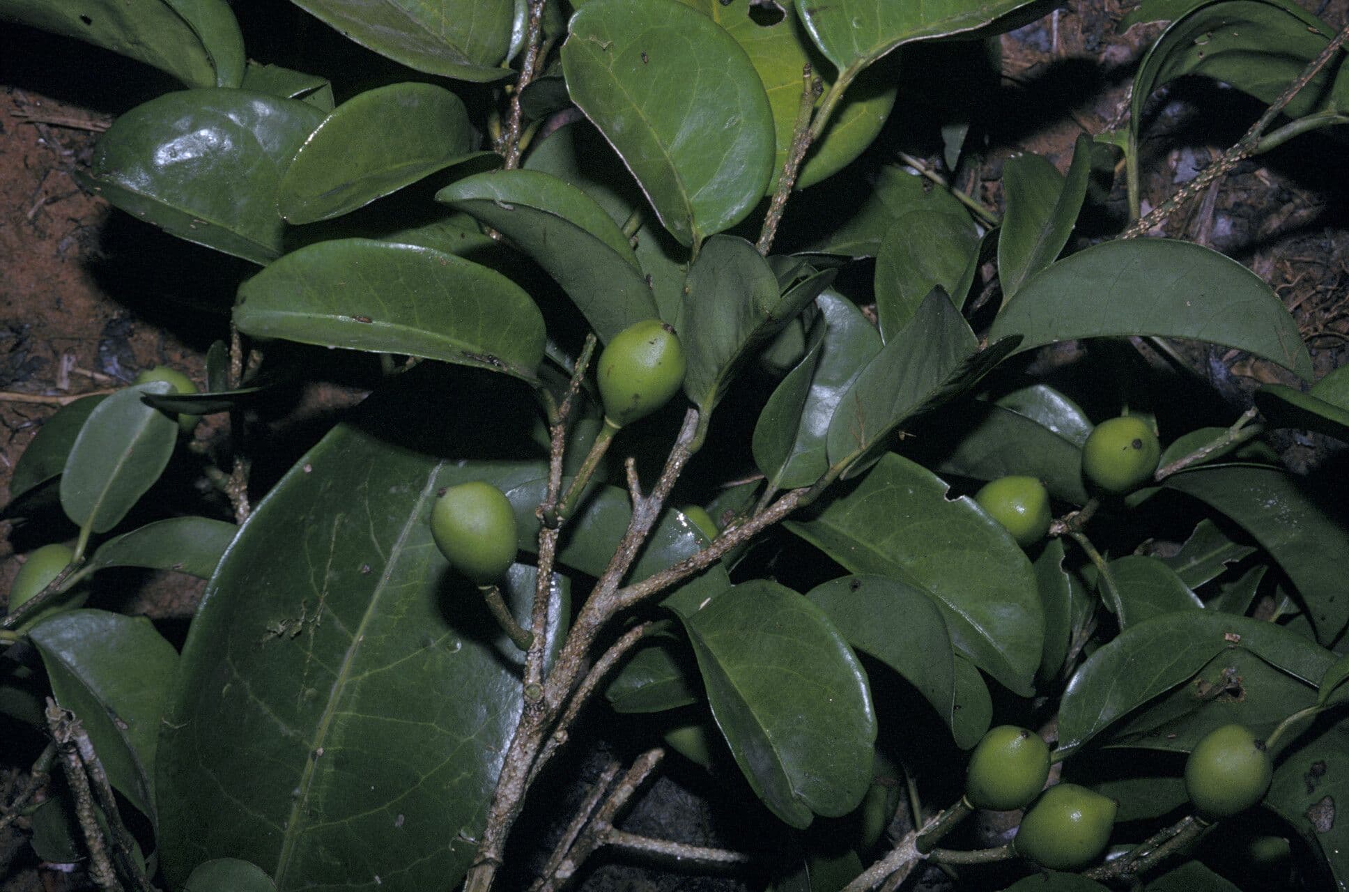 Drypetes variabilis