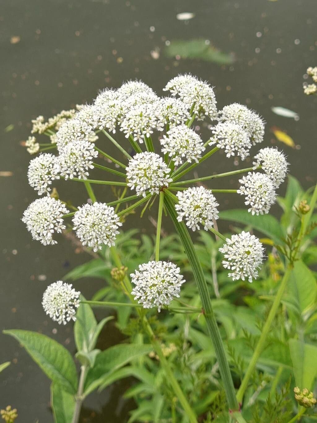 Oenanthe crocata