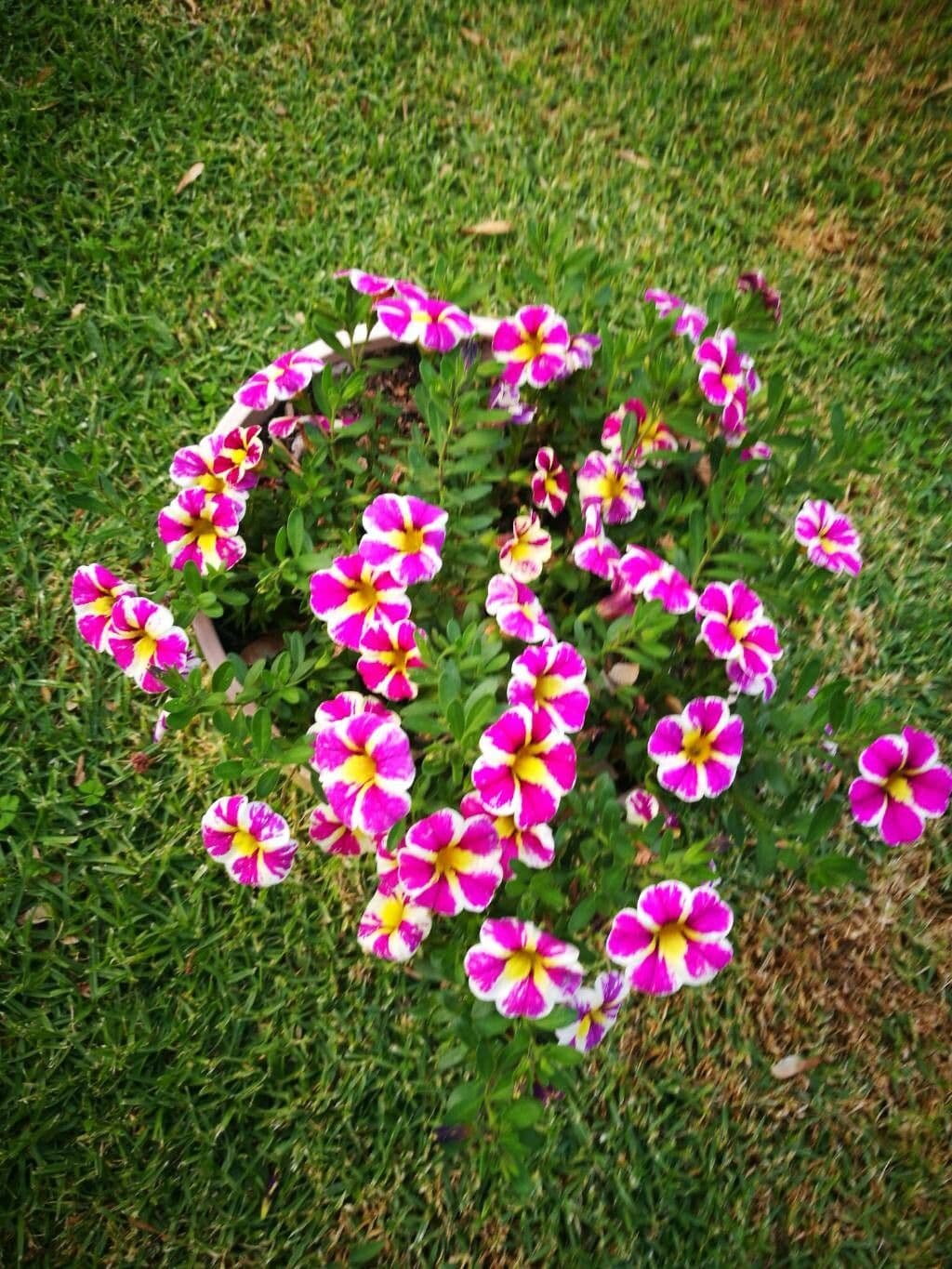 Calibrachoa parviflora