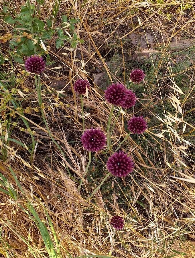 Allium sphaerocephalon