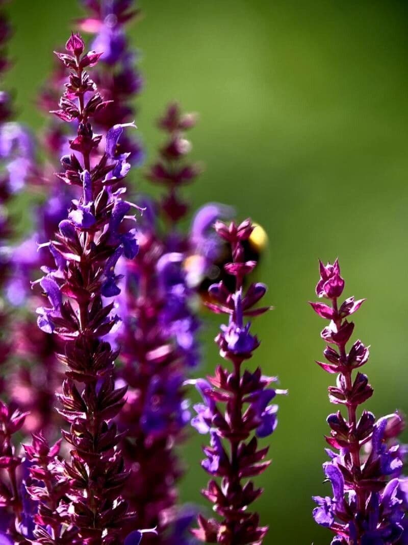 Salvia nemorosa