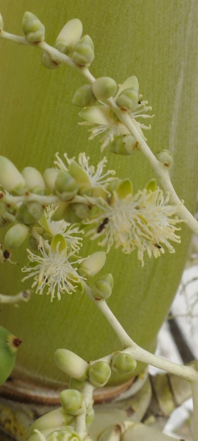 Roystonea oleracea