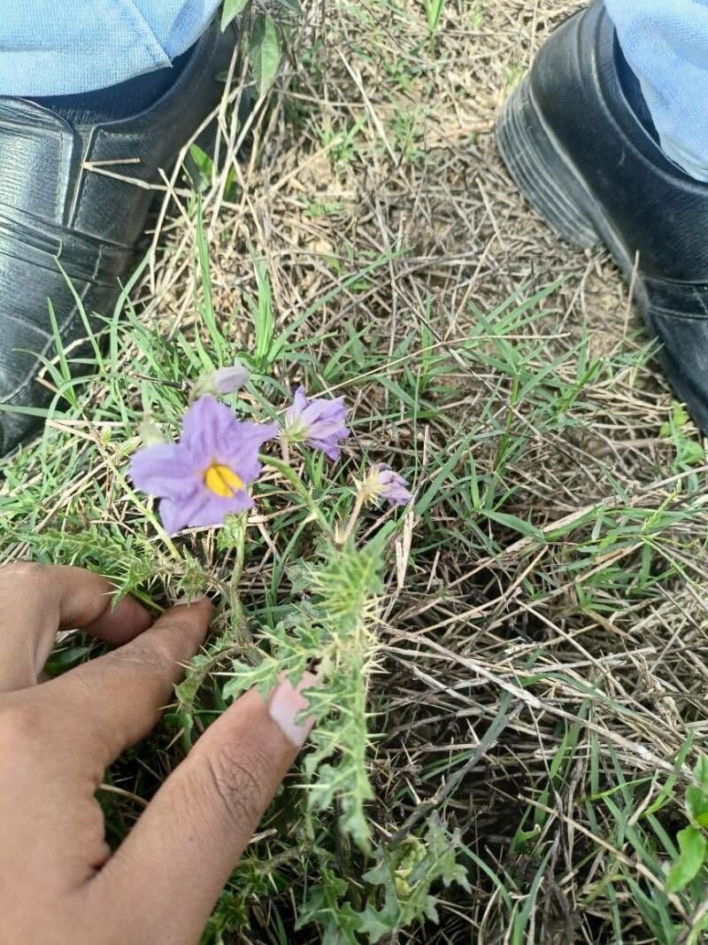 Solanum virginianum
